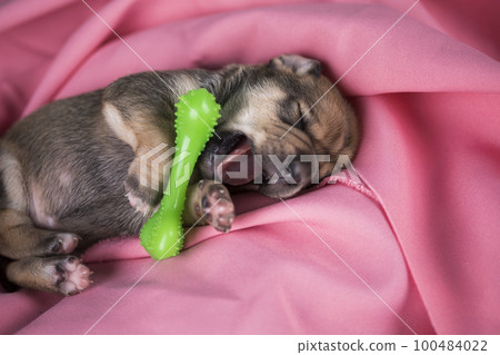 Dog sleeps with a rubber bone on a pink blanket 100484022