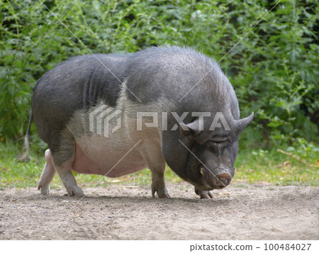 fat old pig on green background 100484027