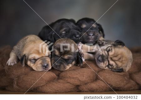 Little cute puppies are sleeping on a blanket 100484032