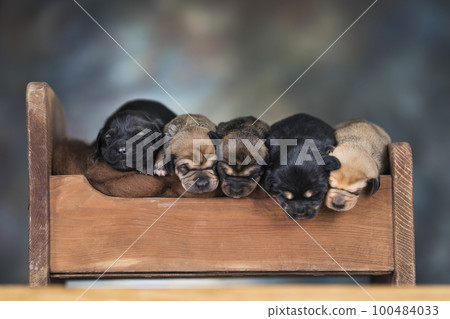 The dogs sleep on a wooden bed 100484033