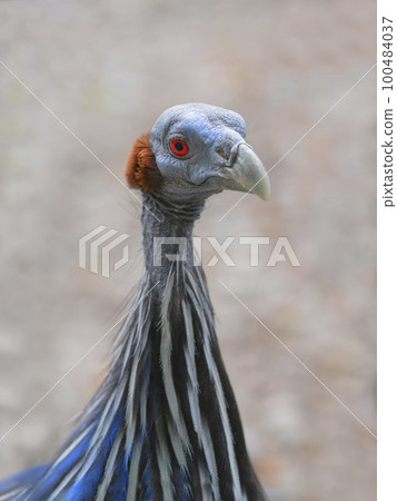 portrait of vulturine guineafowl in the wild 100484037
