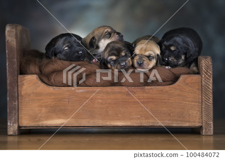 The dogs sleep on a wooden bed The dogs sleep on a wooden bed 100484072