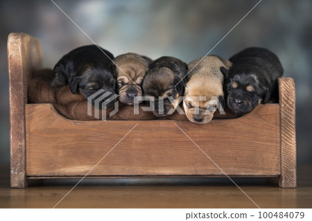The dogs sleep on a wooden bed The dogs sleep on a wooden bed 100484079