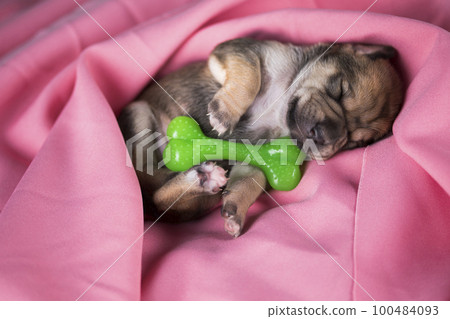 Dog sleeps with a rubber bone on a pink blanket 100484093