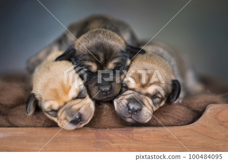The dogs sleep on a wooden bed 100484095