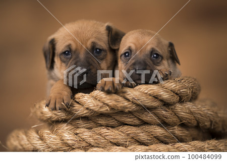 Little dog on a sailing rope 100484099