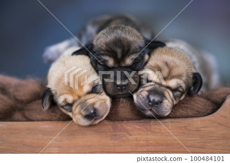 Little puppies sleeping in bed 100484101