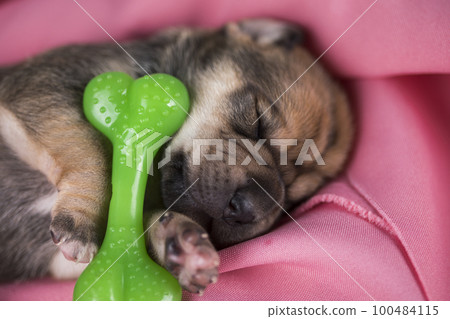 A little dog sleeps with a rubber bone on a pink blanket 100484115