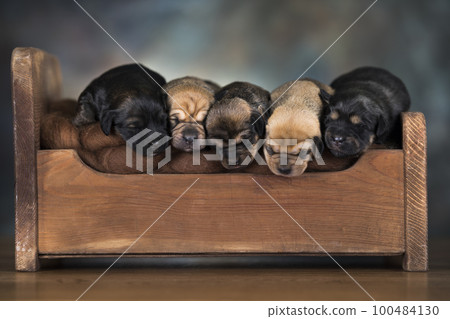 Dogs sleep on a small wooden bed Dogs sleep on a small wooden bed 100484130