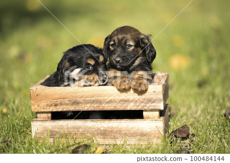 Two dog in a wooden crate on the grass 100484144
