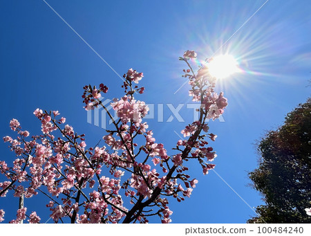 Cherry blossom Cherry blossom 100484240