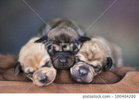 Dogs sleep on a small wooden bed 100484280