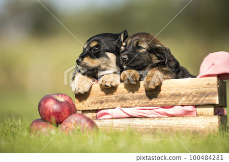 Cute little two dogs in a wooden crate on the grass 100484281