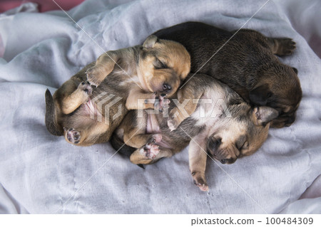 Cute puppy dog sleeping, animals concept 100484309