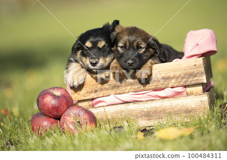 Two dog in a wooden crate on the grass 100484311