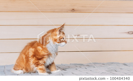 Funny Curious 10 Week Old Young Red Ginger Maine Coon Kitten Cat Sitting At Home Sofa. Coon Cat, Maine Cat, Maine Shag. Amazing Pets Pet 100484340