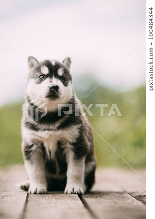 Four-week-old Husky Puppy Of White-gray-black Color Sitting On Wooden Ground And Looking Into Distance 100484344