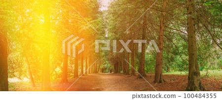 Panorama Of Walkway Lane Path Through Green Thuja Trees In Coniferous Forest At Sunset Time. Amazing Alley, Road In Park. Pathway, Natural Tunnel, Way Through Summer Forest. Sunrise In Forest Trees Panorama Of Walkway Lane Path Through Green Thuja Trees In Coniferous Forest At Sunset Time. Amazing Alley, Road In Park. Pathway, Natural Tunnel, Way Through Summer Forest. Sunrise In Forest Trees 100484355
