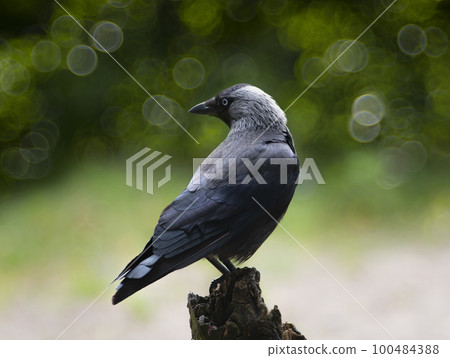 Jackdaw sits on a stump in the wild Jackdaw sits on a stump in the wild 100484388
