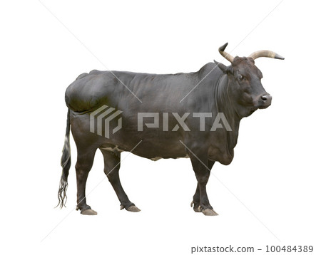 black zebu cattle isolated on white background 100484389