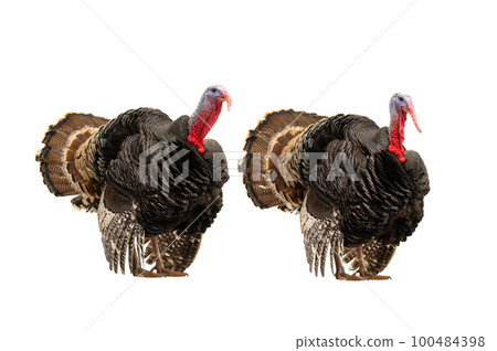 beautiful two male turkey isolated on white background beautiful two male turkey isolated on white background 100484398