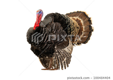 beautiful male turkey isolated on white background 100484404