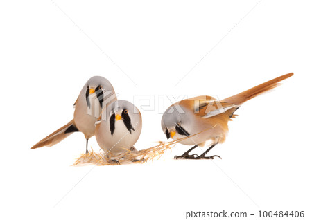 three bearded reedling isolated on a white  background 100484406
