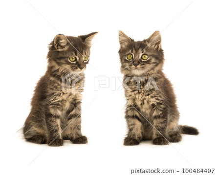 two kittens isolated on white background two kittens isolated on white background 100484407