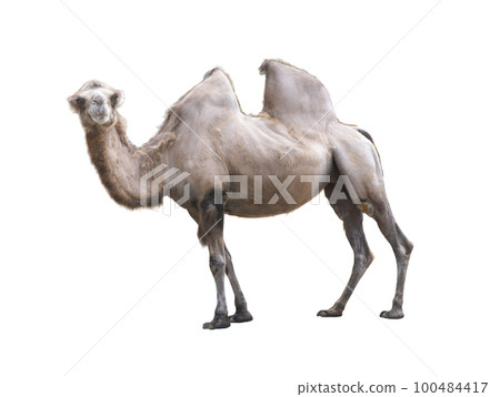 Camelus bactrianus on a white background 100484417