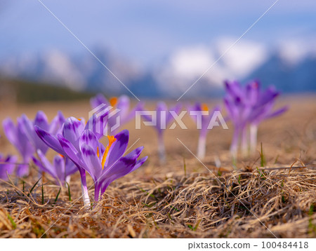 Saffron flowers against the backdrop of the Tatra mountains. Tatra National Park. Poland 100484418