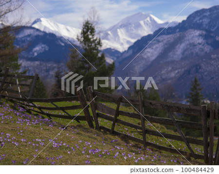 saffron under the snow. Koscielisko Tatras, Poland 100484429