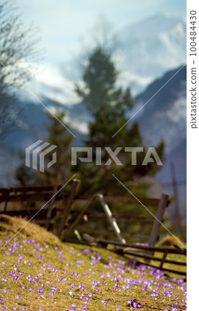 saffron under the snow. Koscielisko Tatras, Poland 100484430