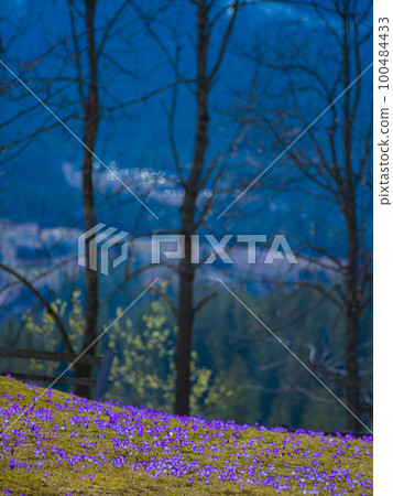 saffron under the snow. Koscielisko Tatras, Poland 100484433