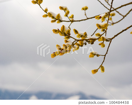 willow branches against the backdrop of mountains 100484438