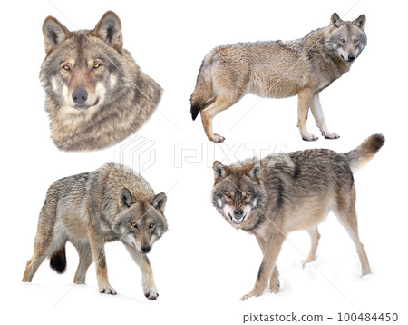 wolf isolated on white background wolf isolated on white background 100484450