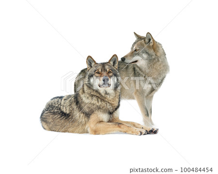 Standing gray wolf and she wolf in the snow in winter isolated on white background. 100484454