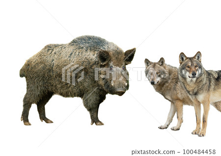 wild boar and wolfs isolated on white background wild boar and wolfs isolated on white background 100484458