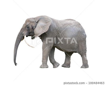 elephant with raised trunk isolated on white background elephant with raised trunk isolated on white background 100484463