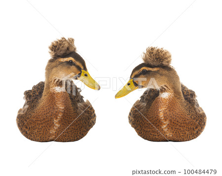two brown duck isolated on white background 100484479
