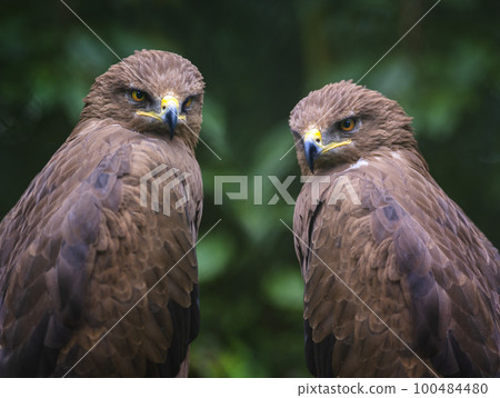 portrait two aguila pomarina on a green background 100484480