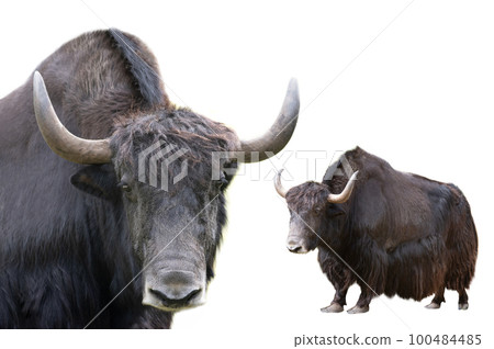 two yak isolated on white background 100484485
