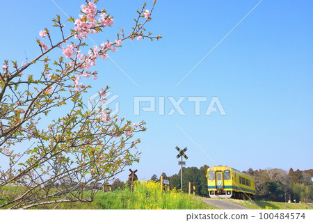 Isumi Railway "In the background of the second Gonomachi railroad crossing where Kawazu cherry blossoms bloom" Isumi Railway "In the background of the second Gonomachi railroad crossing where Kawazu cherry blossoms bloom" 100484574