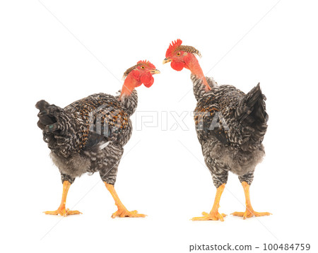two gray roosters look at each other isolated on white background two gray roosters look at each other isolated on white background 100484759