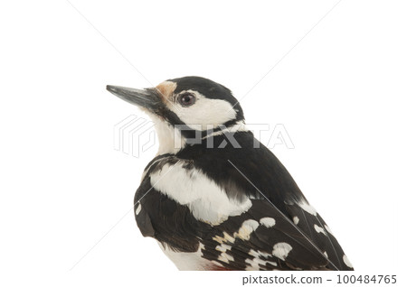 woodpecker portrait isolated on white background 100484765