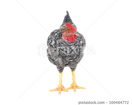 gray rooster isolated on white background 100484772