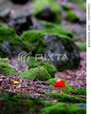 red fly agaric against the background of stones overgrown with moss red fly agaric against the background of stones overgrown with moss 100484803