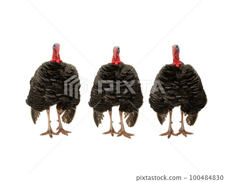 three turkeys isolated on white background 100484830