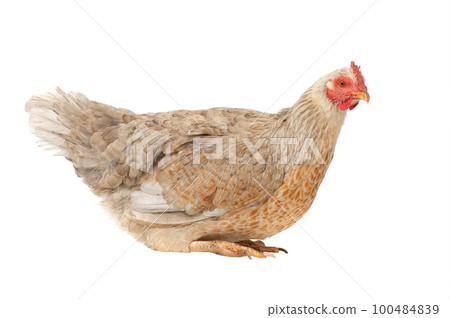 chicken sitting isolated on white background 100484839