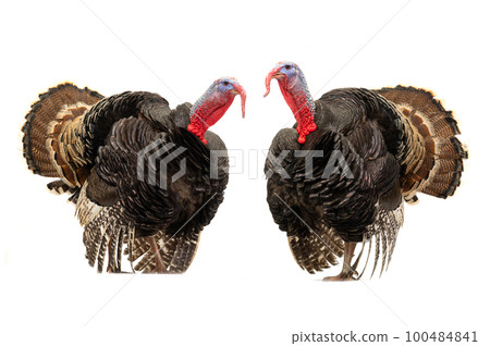 two beautiful turkeys isolated on white background 100484841