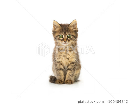 Beautiful kitten  isolated on a white background 100484842
